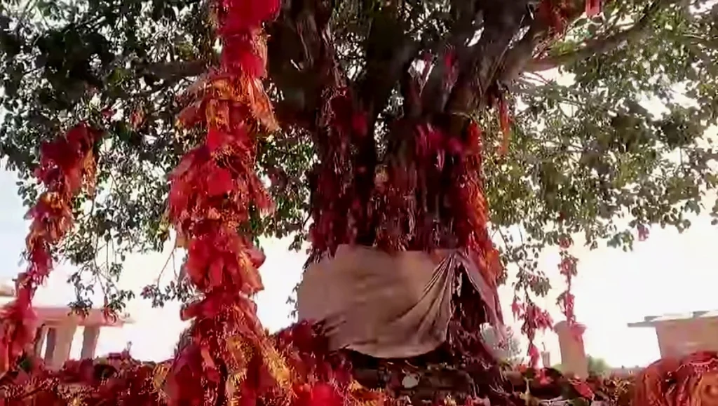 Sacred-Tree-for-Tantra-sadhana-Tara-Tarini-Temple