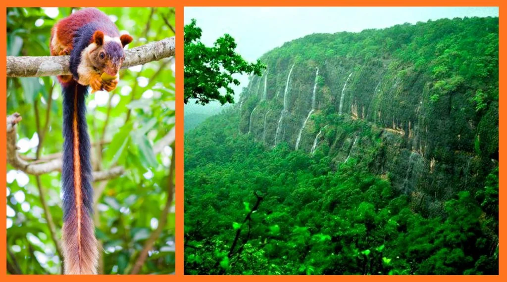 Malabar-giant-squirrel-in-Bhimashankar_wildlife_sanctuary